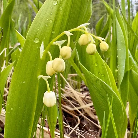 فندق Rajaniemen Pappila 3*